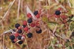 Chile - lago todos le santos - berries